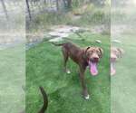 Small #3 Labrador Retriever Mix