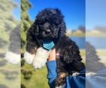 Puppy Jett Bernedoodle