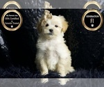 Small #6 Maltipoo