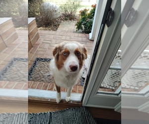 Mother of the Border-Aussie puppies born on 12/07/2024