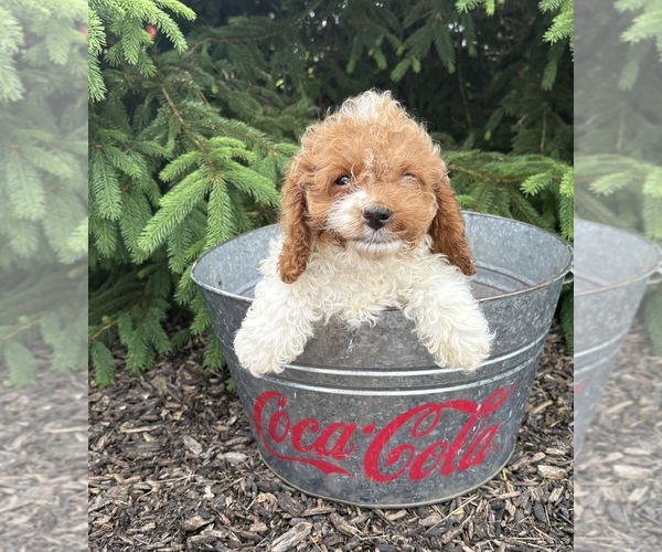 Medium Photo #4 Cavapoo (Miniature) Puppy For Sale in MIDDLEBURY, IN, USA