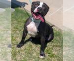 Small #2 American Pit Bull Terrier-Labrador Retriever Mix