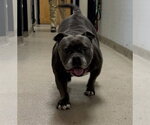 Small Photo #9 Bulldog-Unknown Mix Puppy For Sale in Sanford, FL, USA