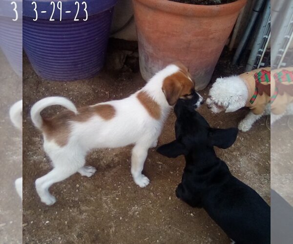 Medium Photo #19 Mutt Puppy For Sale in Apple Valley, CA, USA