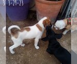 Small #18 Mutt