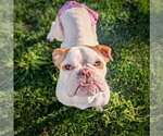 Small Bulldog