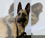 Small Photo #1 German Shepherd Dog Puppy For Sale in GAFFNEY, SC, USA