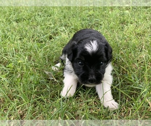 Aussiedoodle-Australian Shepherd Mix Puppy for sale in RICHLAND, IN, USA