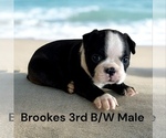 Small #5 Boston Terrier