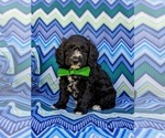 Small Photo #1 -Poodle (Miniature) Mix Puppy For Sale in LANCASTER, PA, USA