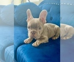 Small Photo #7 French Bulldog Puppy For Sale in LONG BEACH, CA, USA