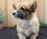 Small Photo #60 Pembroke Welsh Corgi Puppy For Sale in GOSHEN, IN, USA
