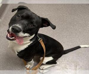 Mutt Dogs for adoption in Tracy, CA, USA