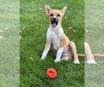 Small #9 Great Pyrenees Mix