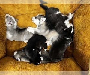 Siberian Husky Puppy for sale in MIDDLE RIVER, MD, USA