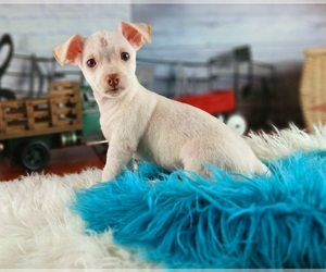Chihuahua Puppy for sale in CARTHAGE, TX, USA