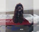 Small Photo #4 Cocker Spaniel Puppy For Sale in TOPEKA, IN, USA