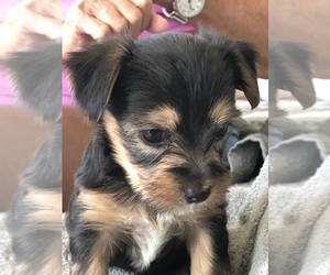 Yorkshire Terrier Puppy for sale in PORT RICHEY, FL, USA