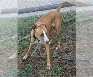 Boxador Dogs for adoption in garner, NC, USA