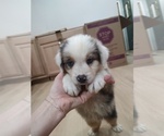 Small Photo #28 Australian Shepherd Puppy For Sale in TUSCUMBIA, AL, USA