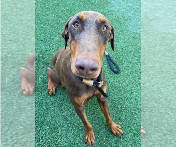 Medium Photo #3 Doberman Pinscher-Unknown Mix Puppy For Sale in Lakewood, CO, USA