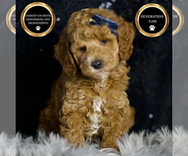 Medium Photo #2 Goldendoodle (Miniature) Puppy For Sale in WARSAW, IN, USA