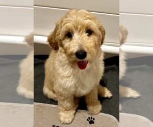 Goldendoodle Puppy for Sale in PENSACOLA, Florida USA