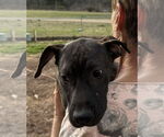 Small #1 Mutt