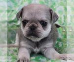 Puppy Flower Pug