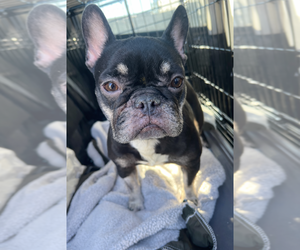 French Bulldog Dogs for adoption in Studio City, CA, USA