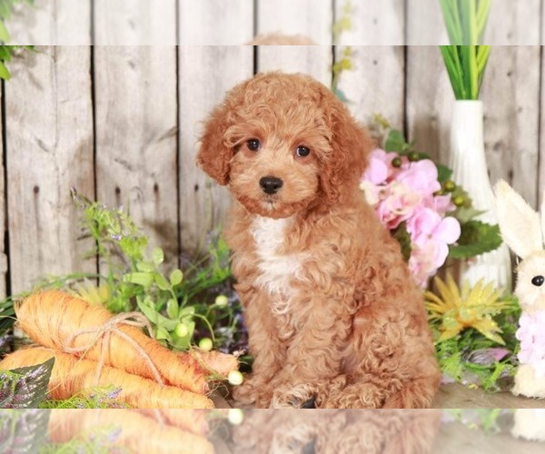 Medium Photo #2 Cavapoo Puppy For Sale in MOUNT VERNON, OH, USA