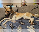 Small #3 Akita-German Shepherd Dog Mix
