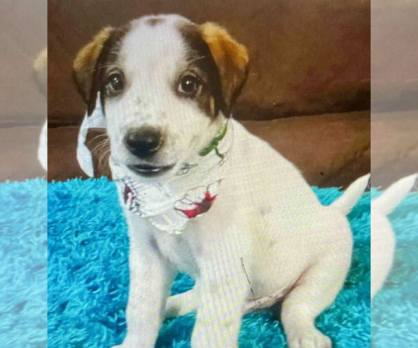Medium Photo #1 Labrador Retriever-Unknown Mix Puppy For Sale in Jefferson, NJ, USA