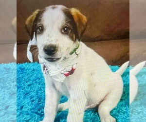 Labrador Retriever-Unknown Mix Dogs for adoption in Jefferson, NJ, USA