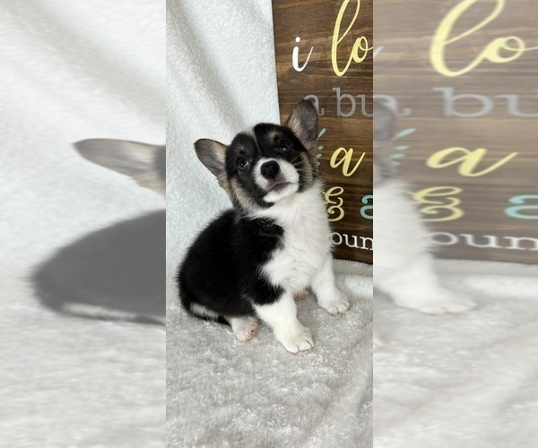 Medium Photo #4 Pembroke Welsh Corgi Puppy For Sale in GREENFIELD, IN, USA