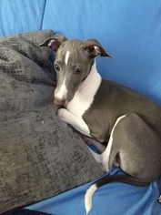 Italian Greyhound Puppy for sale in HAINES CITY, FL, USA