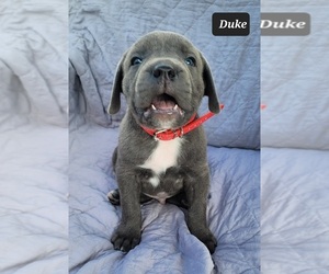Cane Corso Puppy for sale in POMEROY, OH, USA