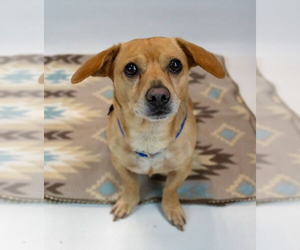 Medium Photo #6 Dachshund-Unknown Mix Puppy For Sale in Kennesaw, GA, USA