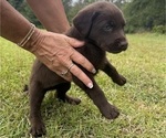 Small #1 Shepradors