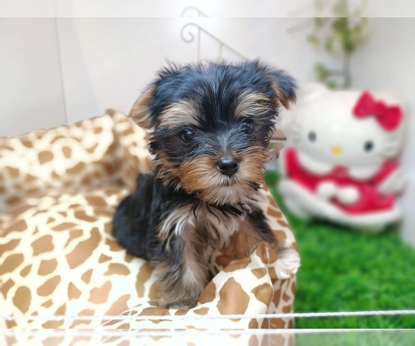 Medium Photo #8 Yorkshire Terrier Puppy For Sale in CHICAGO, IL, USA