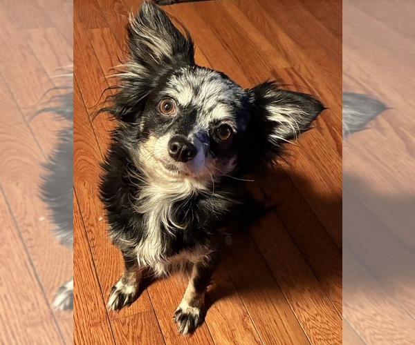 Medium Photo #1 Chihuahua Puppy For Sale in NEWVILLE, PA, USA