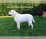 Small Photo #13 Labrador Retriever Puppy For Sale in COARSEGOLD, CA, USA