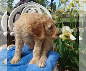 Goldendoodle Puppy for sale in PEYTON, CO, USA