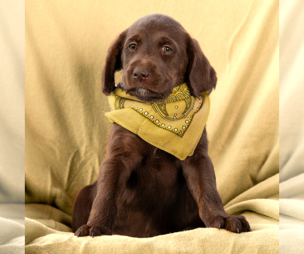 Medium Photo #6 Labradoodle Puppy For Sale in DEEPWATER, MO, USA