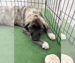 Small #1 Anatolian Shepherd Mix