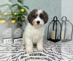 Small #1 Miniature Bernedoodle