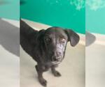 *ENID - Female Border Collie-Unknown Mix Dog for Adoption - Small photo