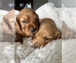 Small Photo #4 Dachshund Puppy For Sale in BROWNSBURG, IN, USA