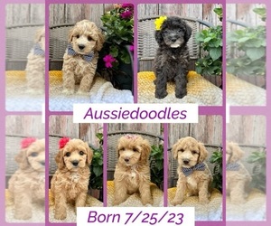 Aussie-Poo Puppy for Sale in RICHMOND, Illinois USA