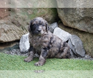 Medium Goldendoodle (Miniature)